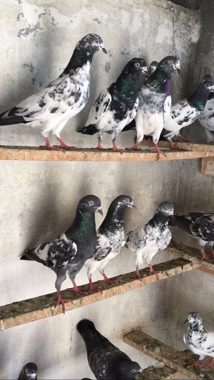 Kabotar setup pigeons 0