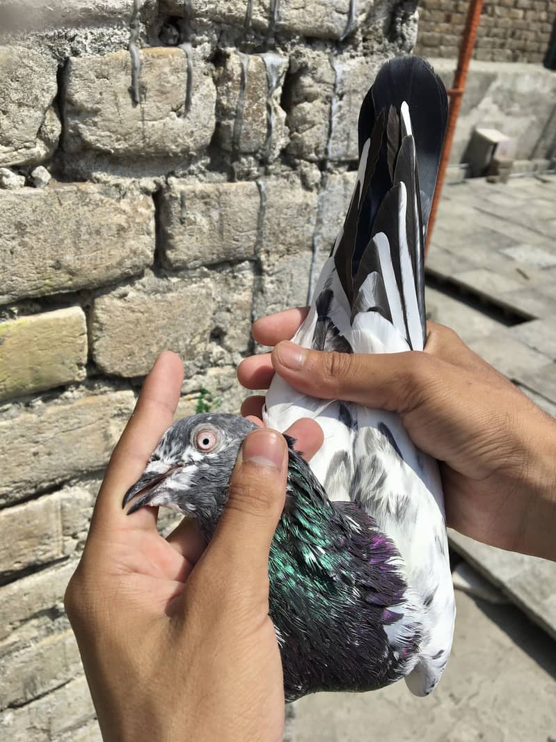Kabotar setup pigeons 1