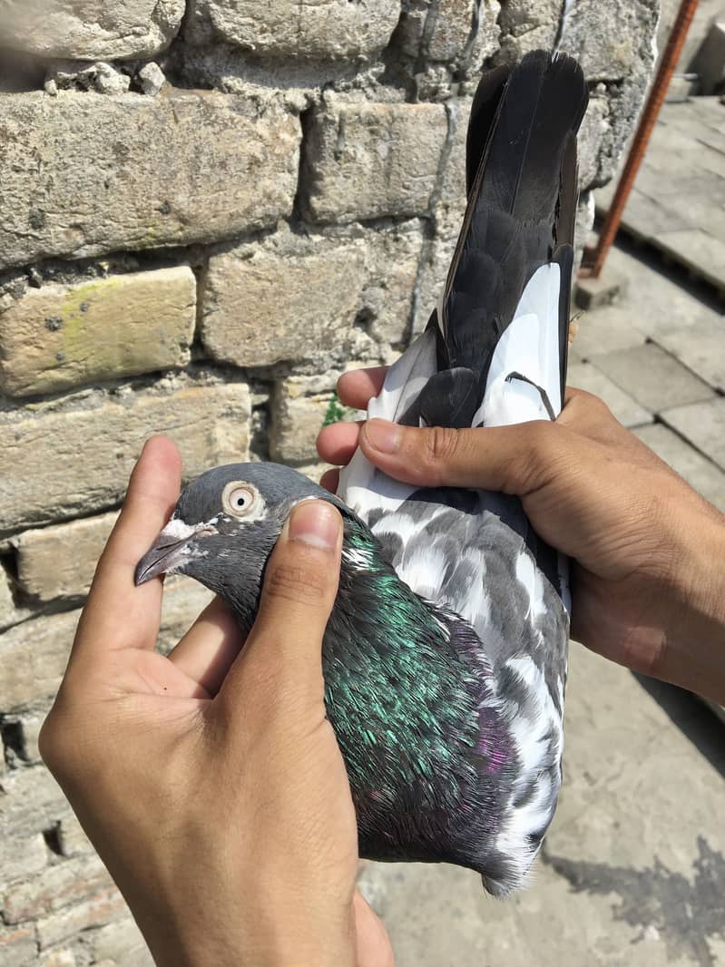 Kabotar setup pigeons 2
