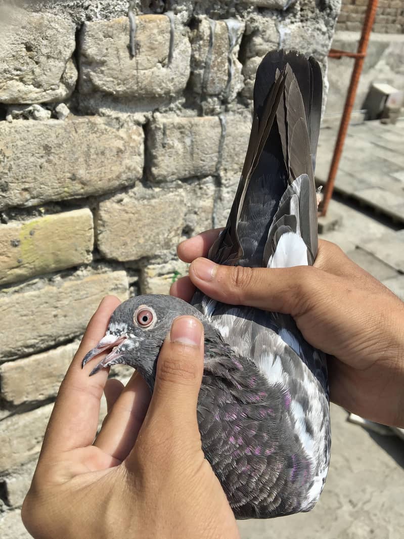 Kabotar setup pigeons 3