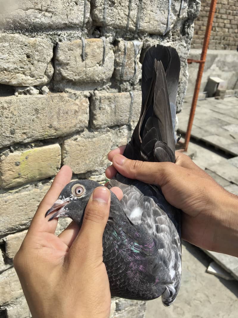 Kabotar setup pigeons 4