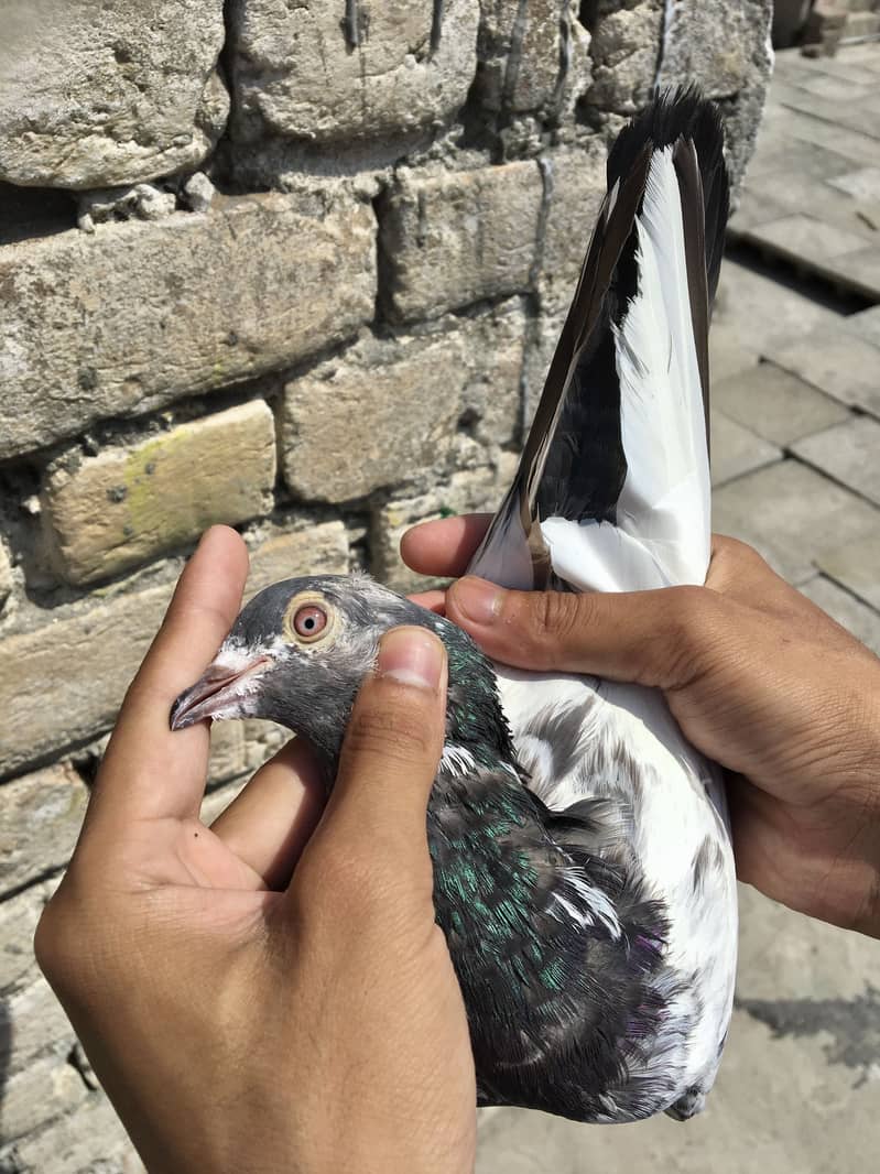 Kabotar setup pigeons 5