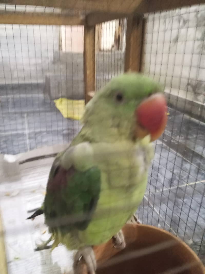 raw parrot  0
