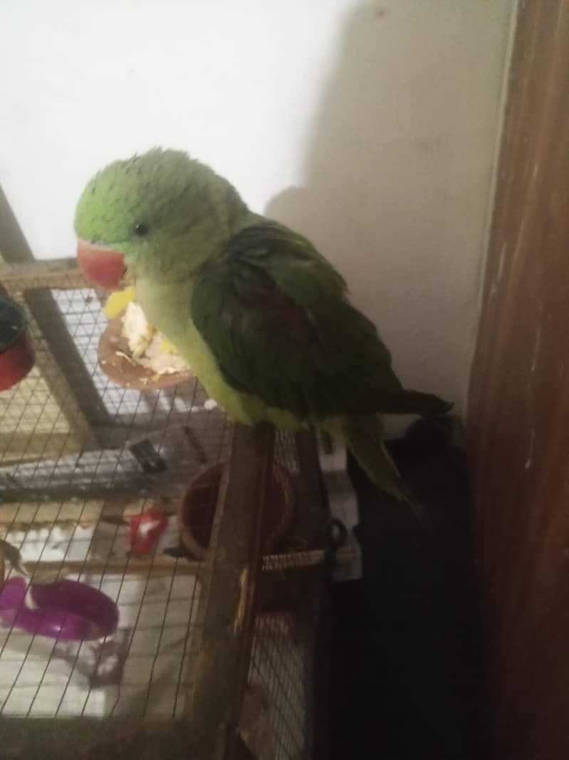 raw parrot  1
