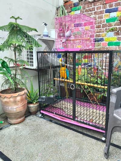 Big Cage