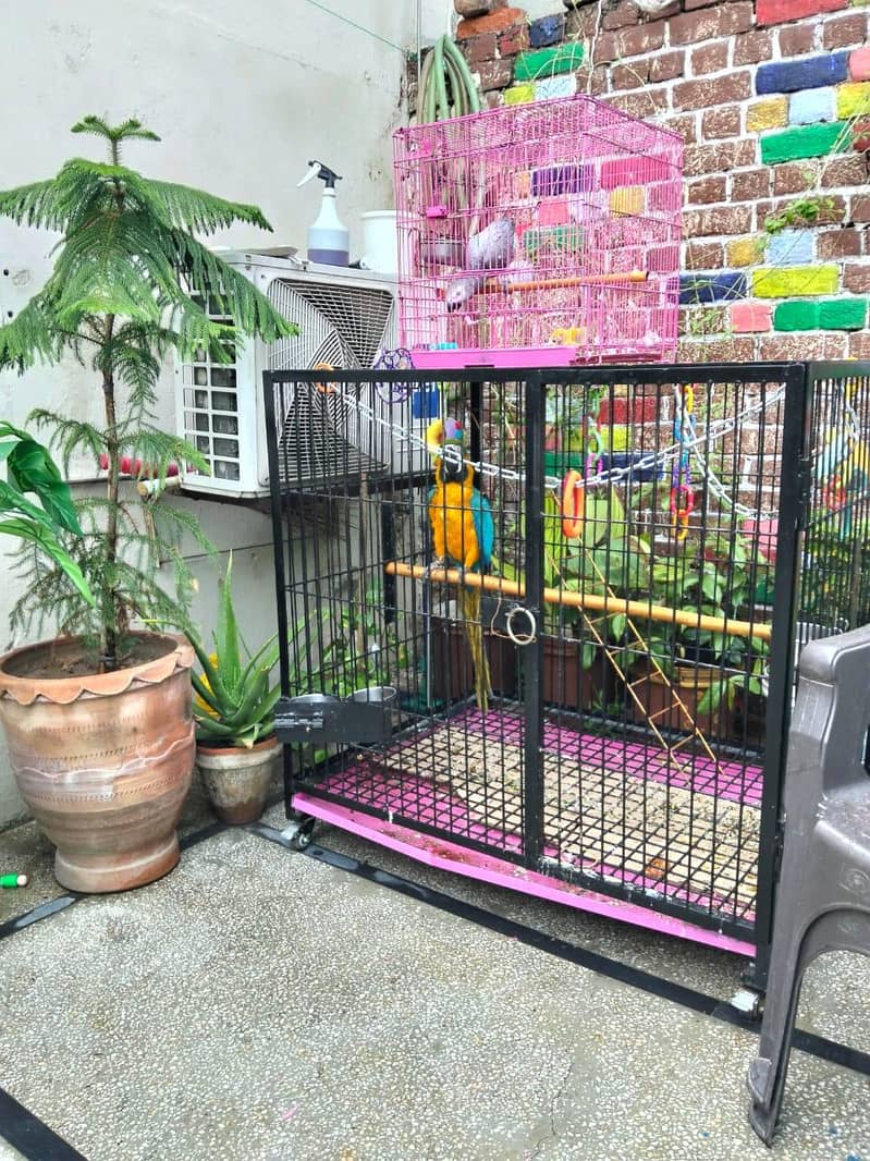 Big Cage 0