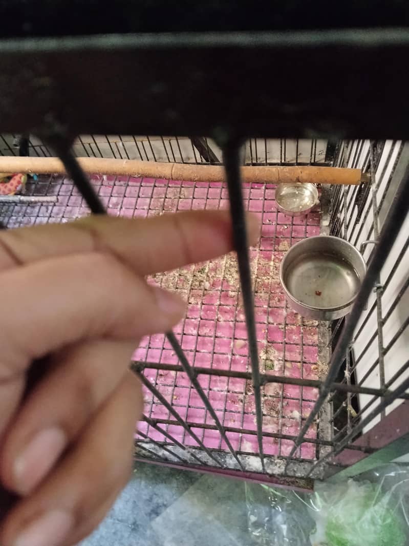 Big Cage 1