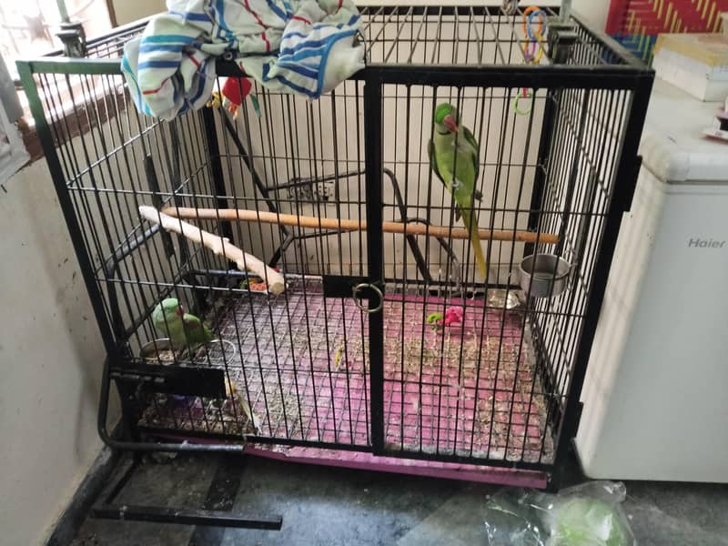 Big Cage 3