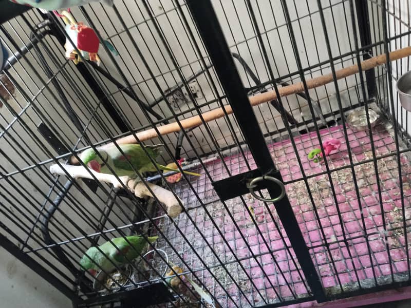 Big Cage 4