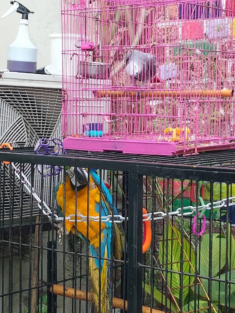 Big Cage 5