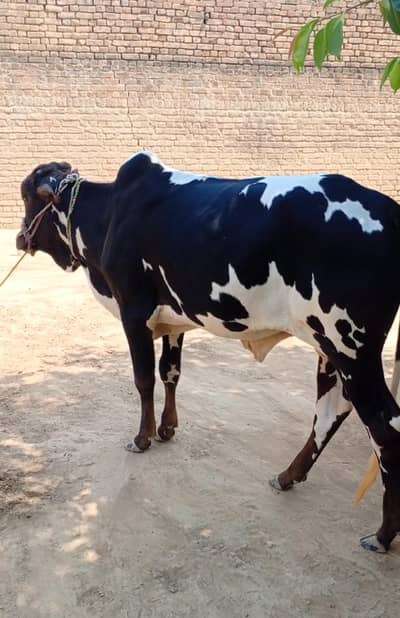 Beautiful Bachra