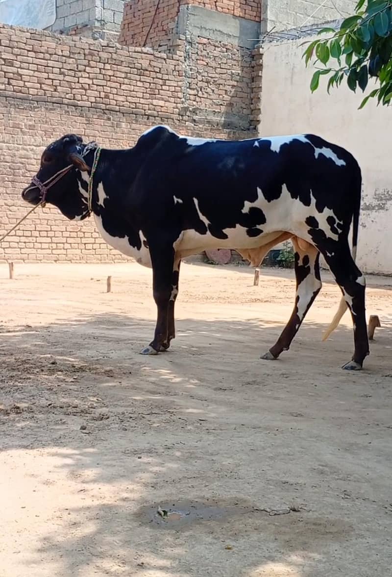 Beautiful Bachra 1