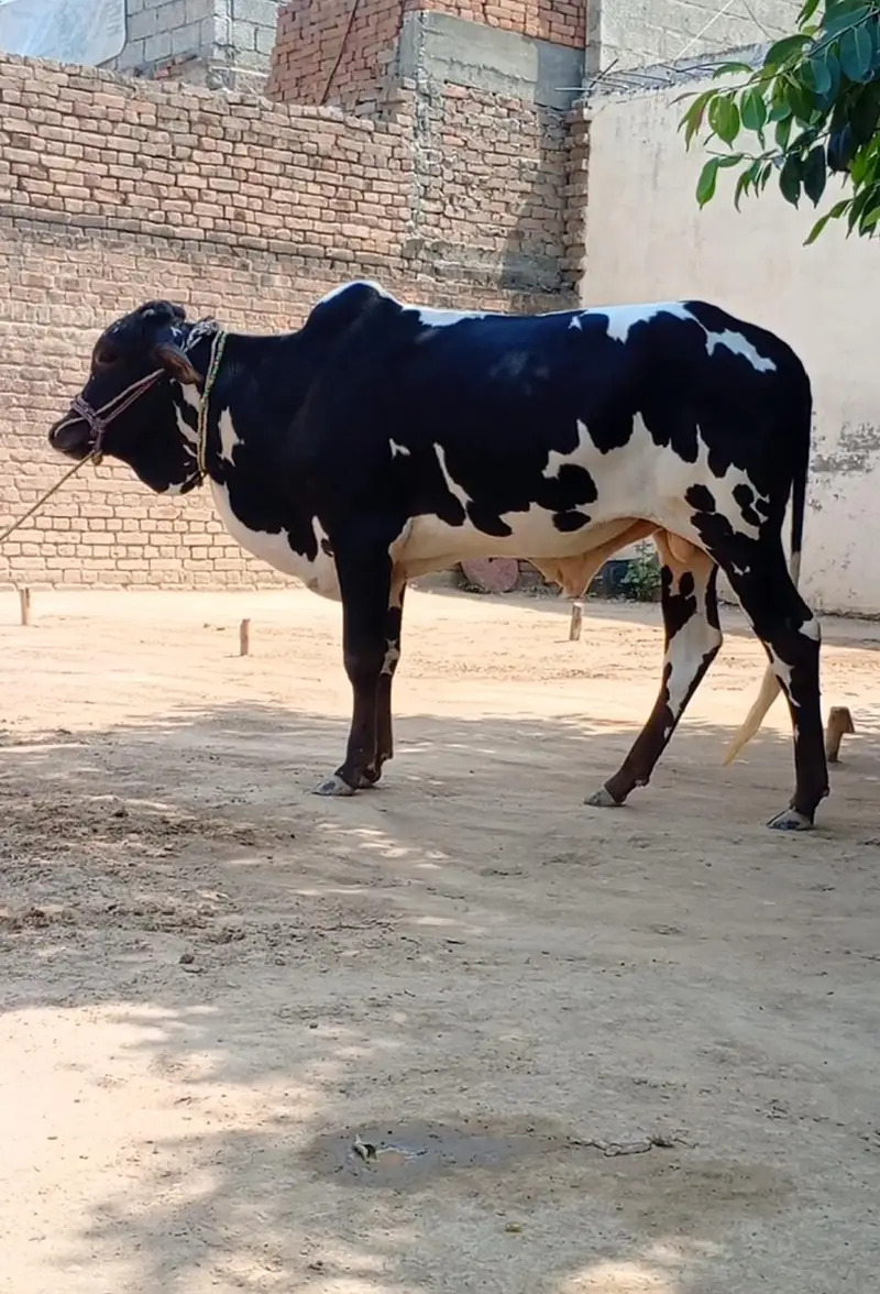 Beautiful Bachra — photo 2