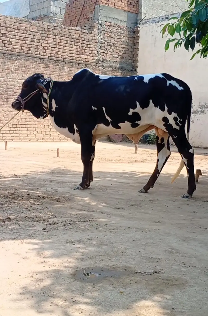 Beautiful Bachra — photo 3