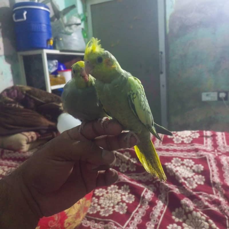 for sell 2