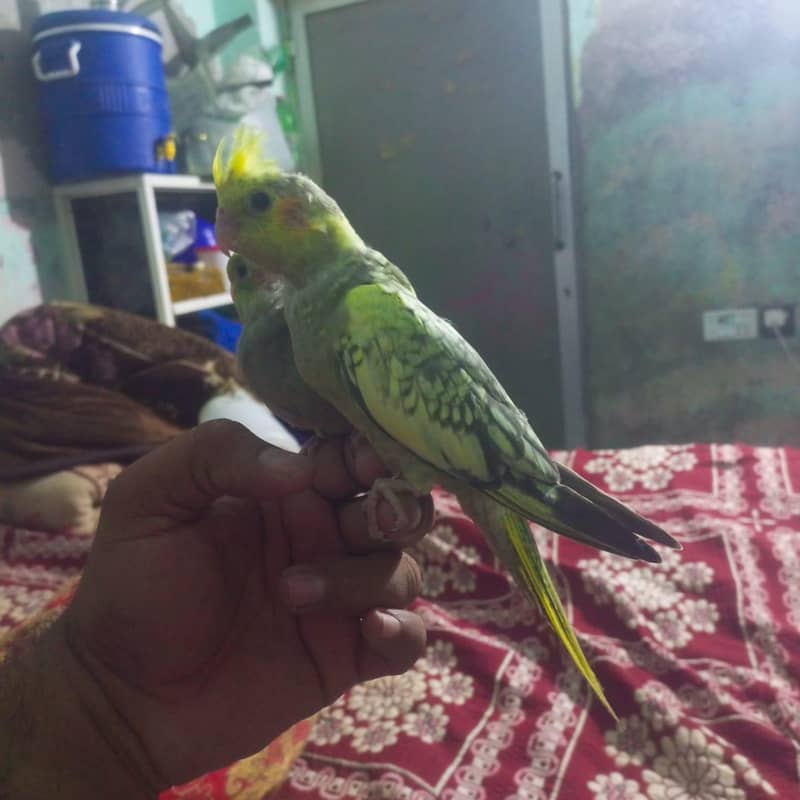 for sell 3
