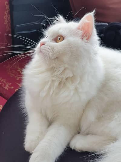 percian 3tripal couted female for sale