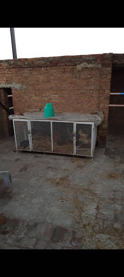 Golden misri murgian or cage sale