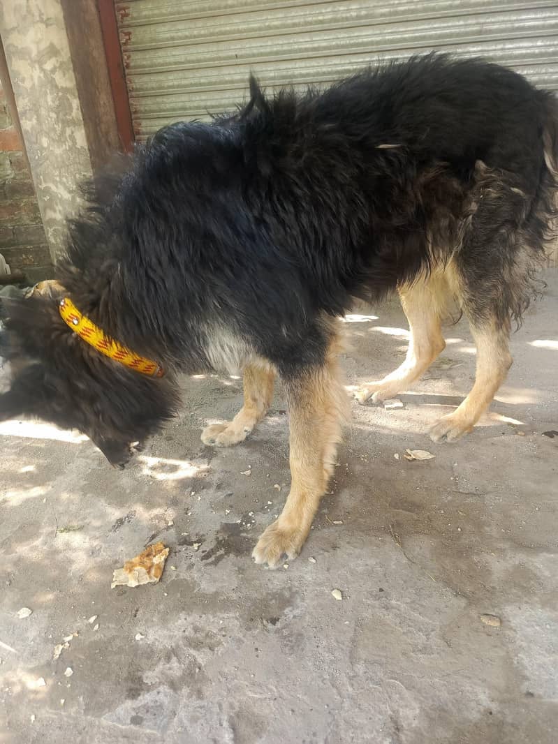 Belgian shepherd 0