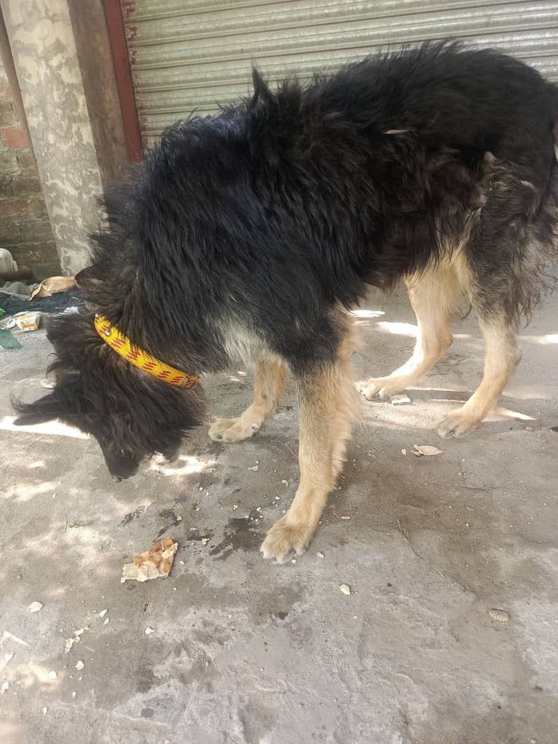 Belgian shepherd 1
