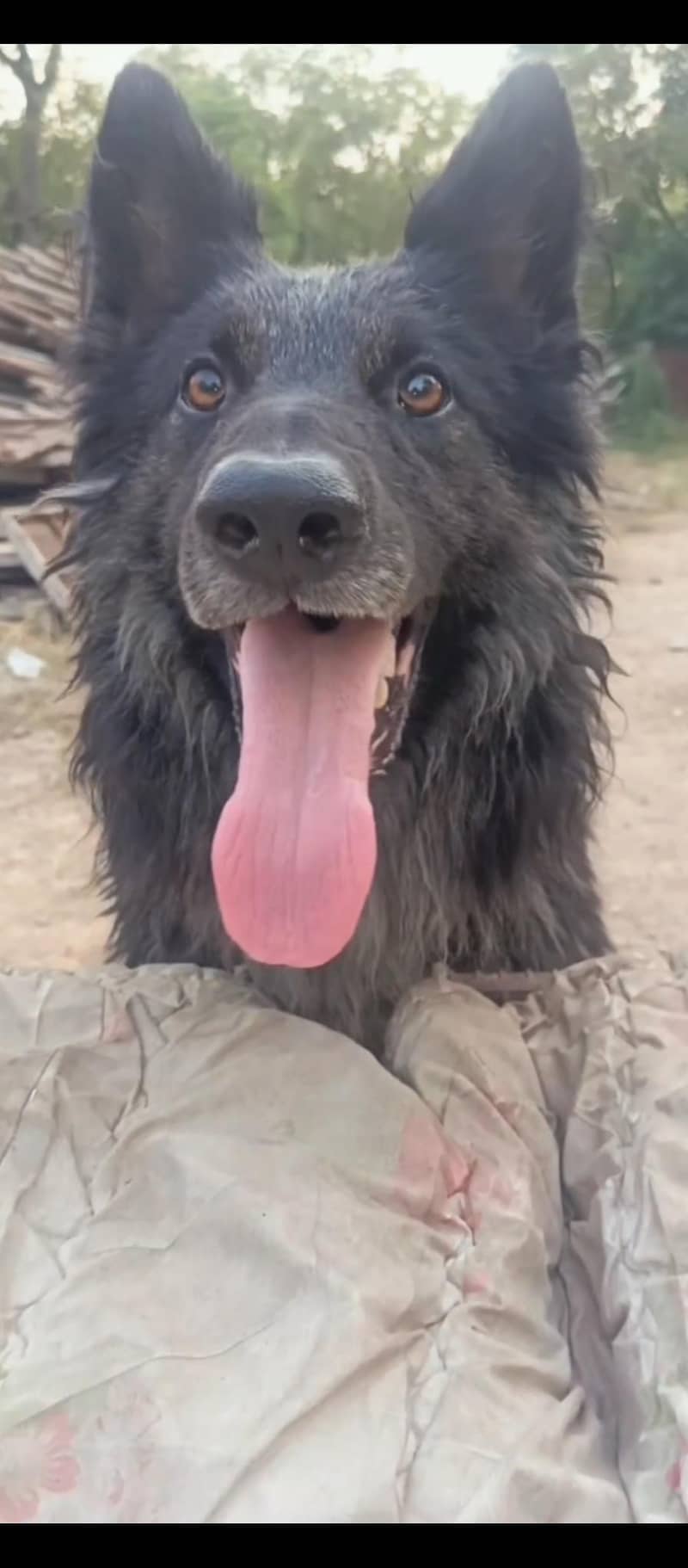 Belgian shepherd 2