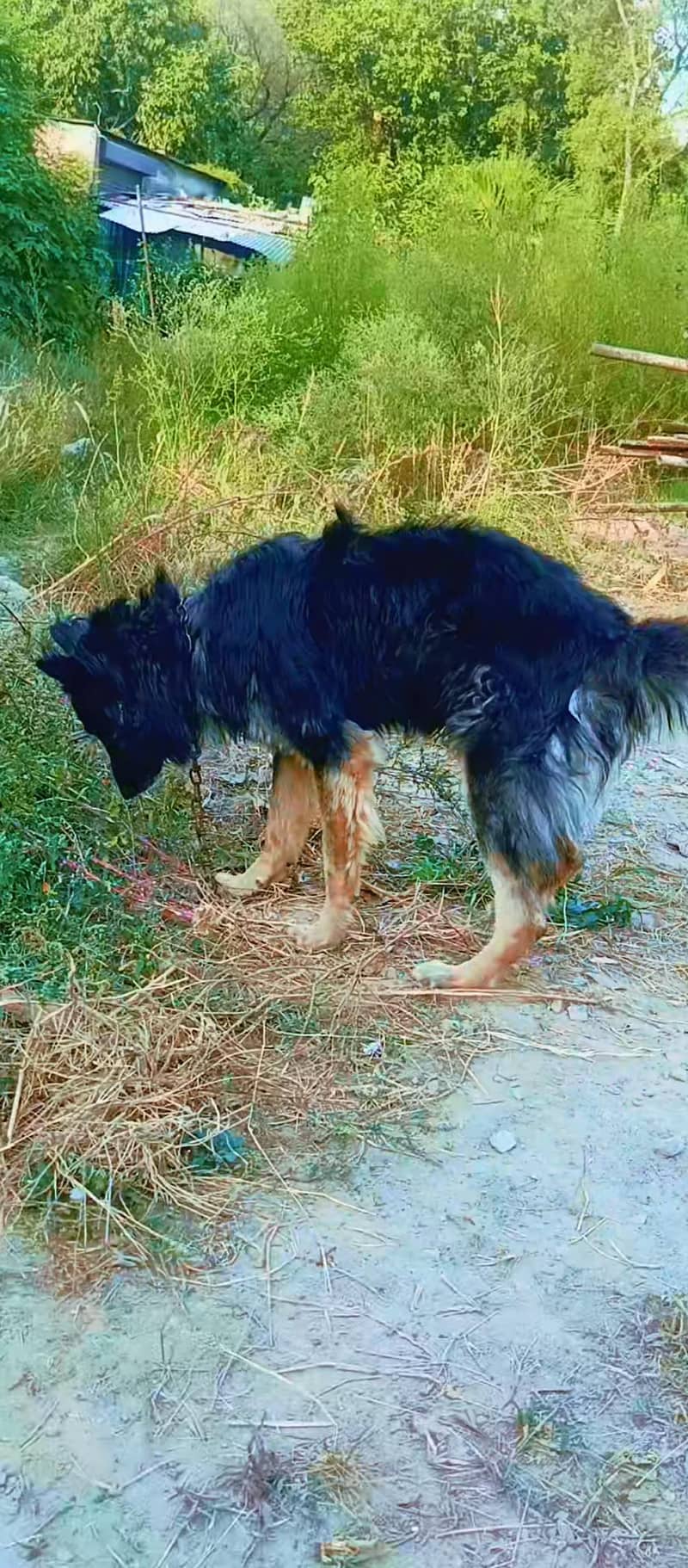 Belgian shepherd 3