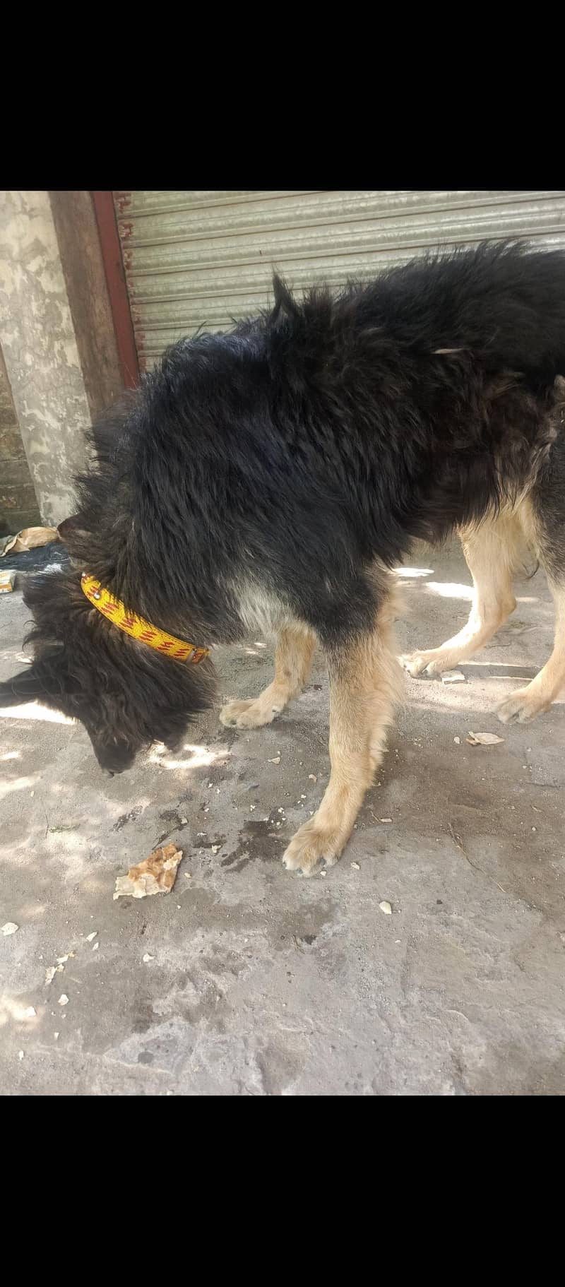 Belgian shepherd 4