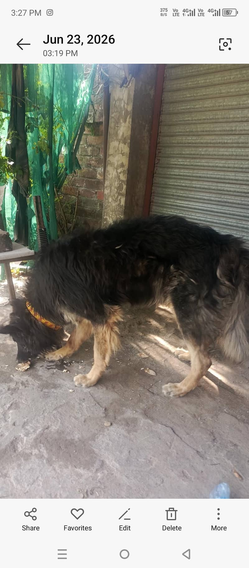 Belgian shepherd 5