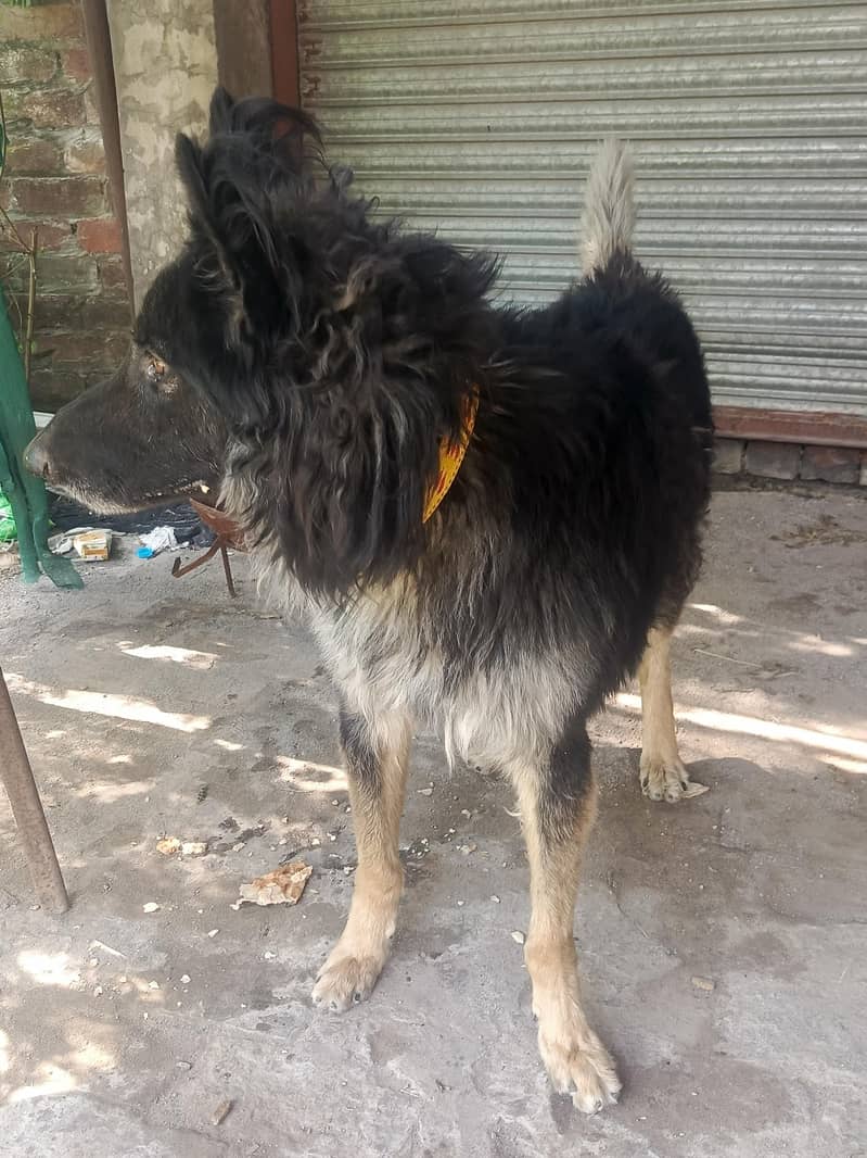 Belgian shepherd 6