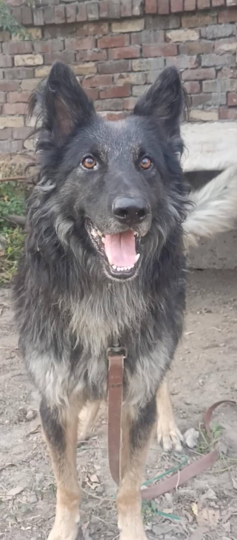 Belgian shepherd 7