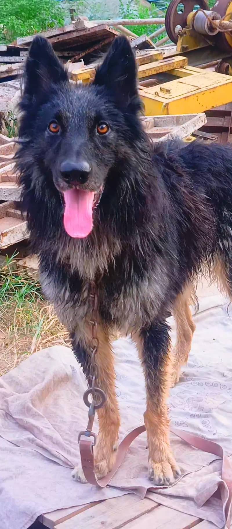 Belgian shepherd 8