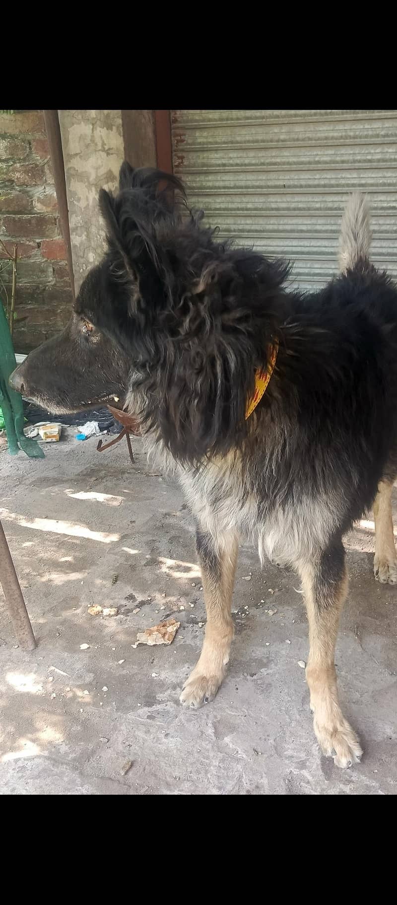 Belgian shepherd 9