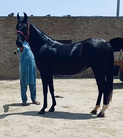 pregnant saral wacheri pure ravi breed  hight 61