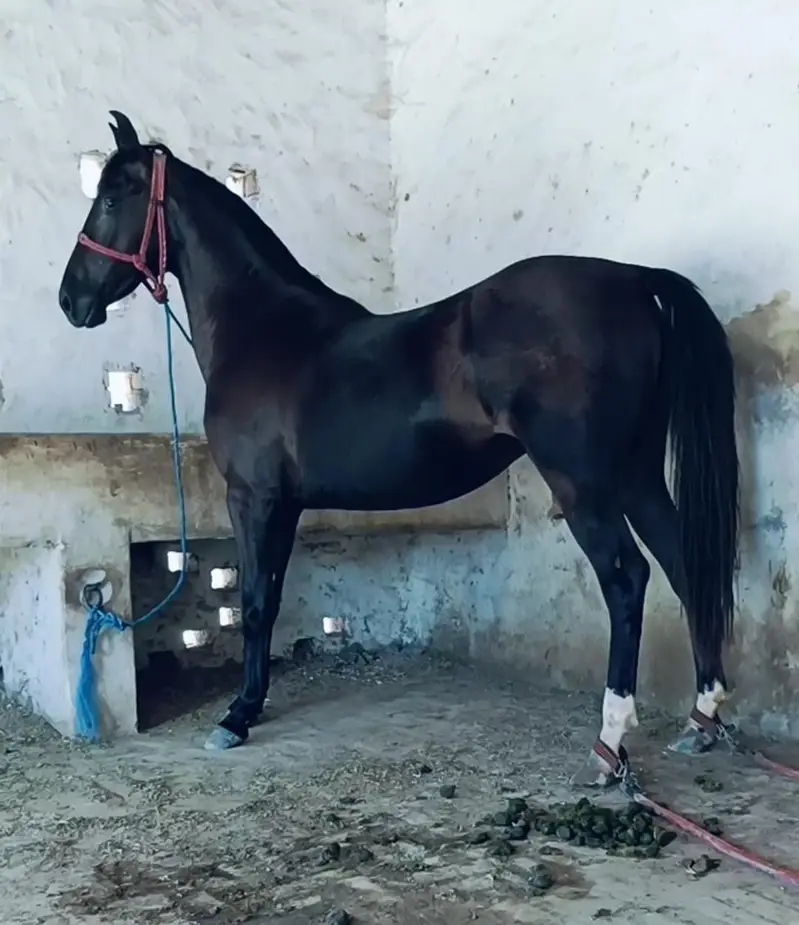 pregnant saral wacheri pure ravi breed  hight 61 — photo 2