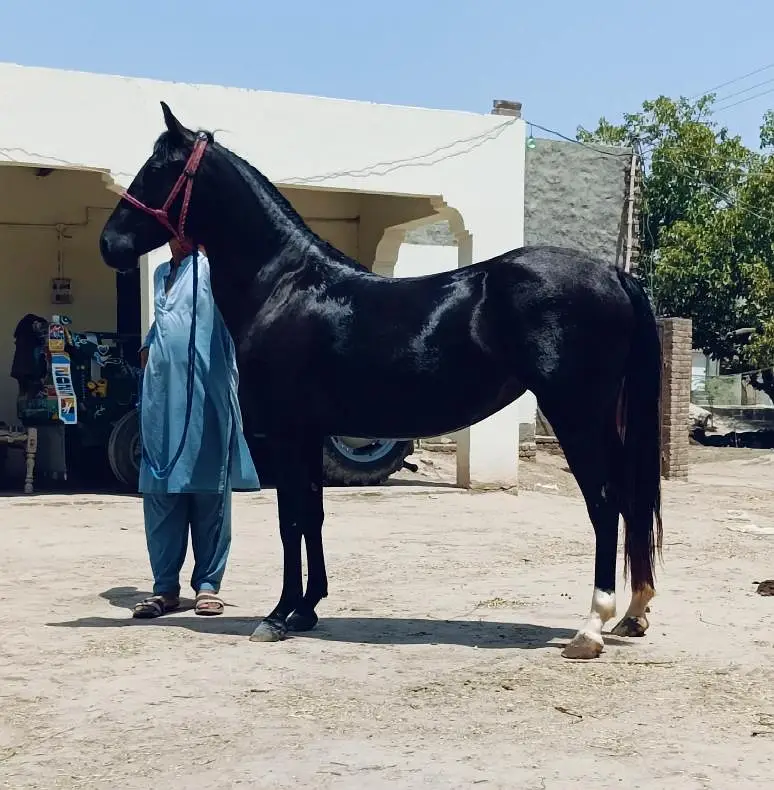 pregnant saral wacheri pure ravi breed  hight 61 — photo 3