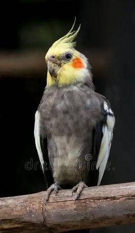 Cockatiel