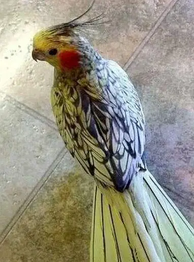 Cockatiel — photo 2