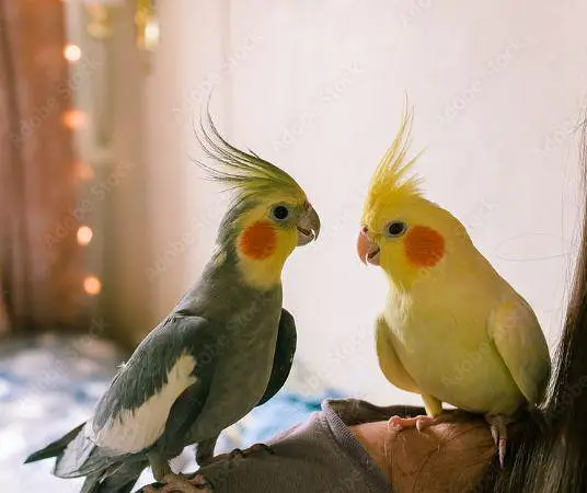 Cockatiel — photo 3