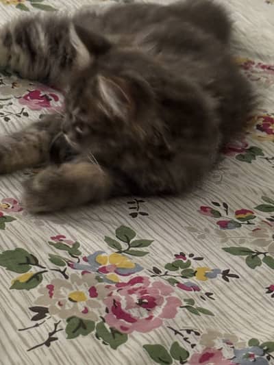 Siberian kitten tripple coated