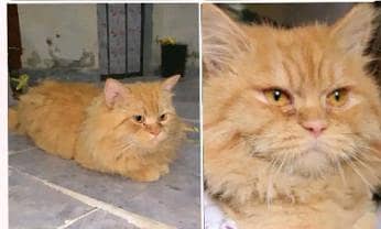 Tigero Persian Cat