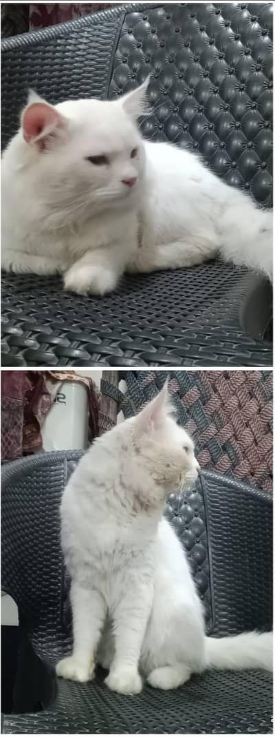 cat for sale