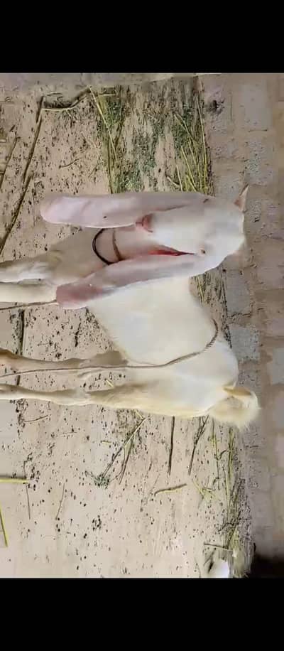 gulabi bakra