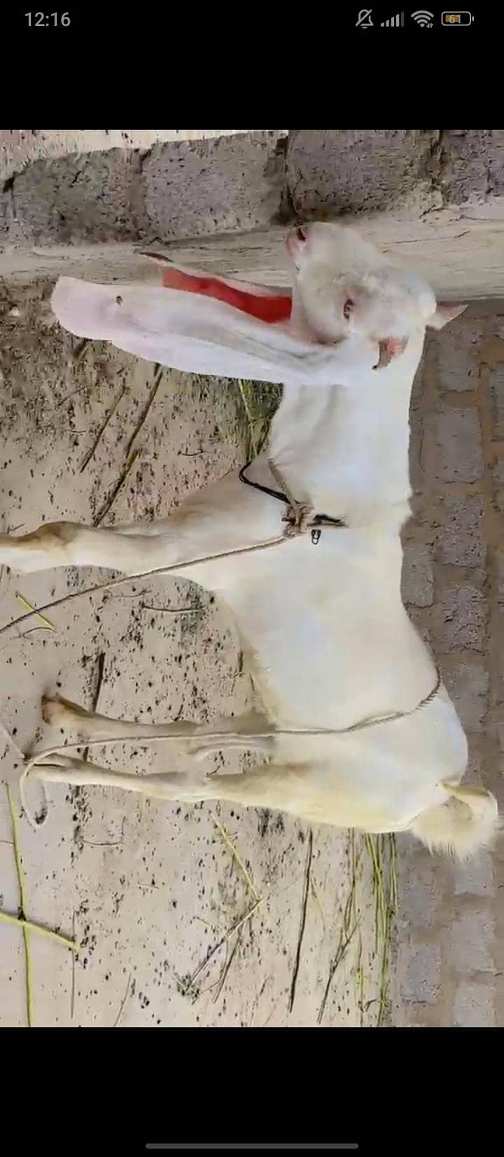 gulabi bakra 1