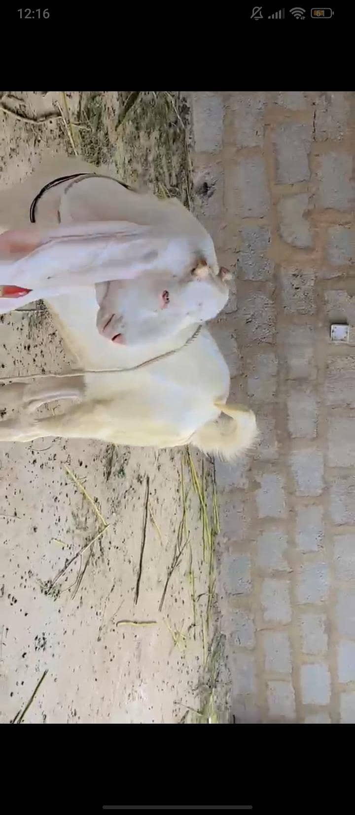 gulabi bakra 2