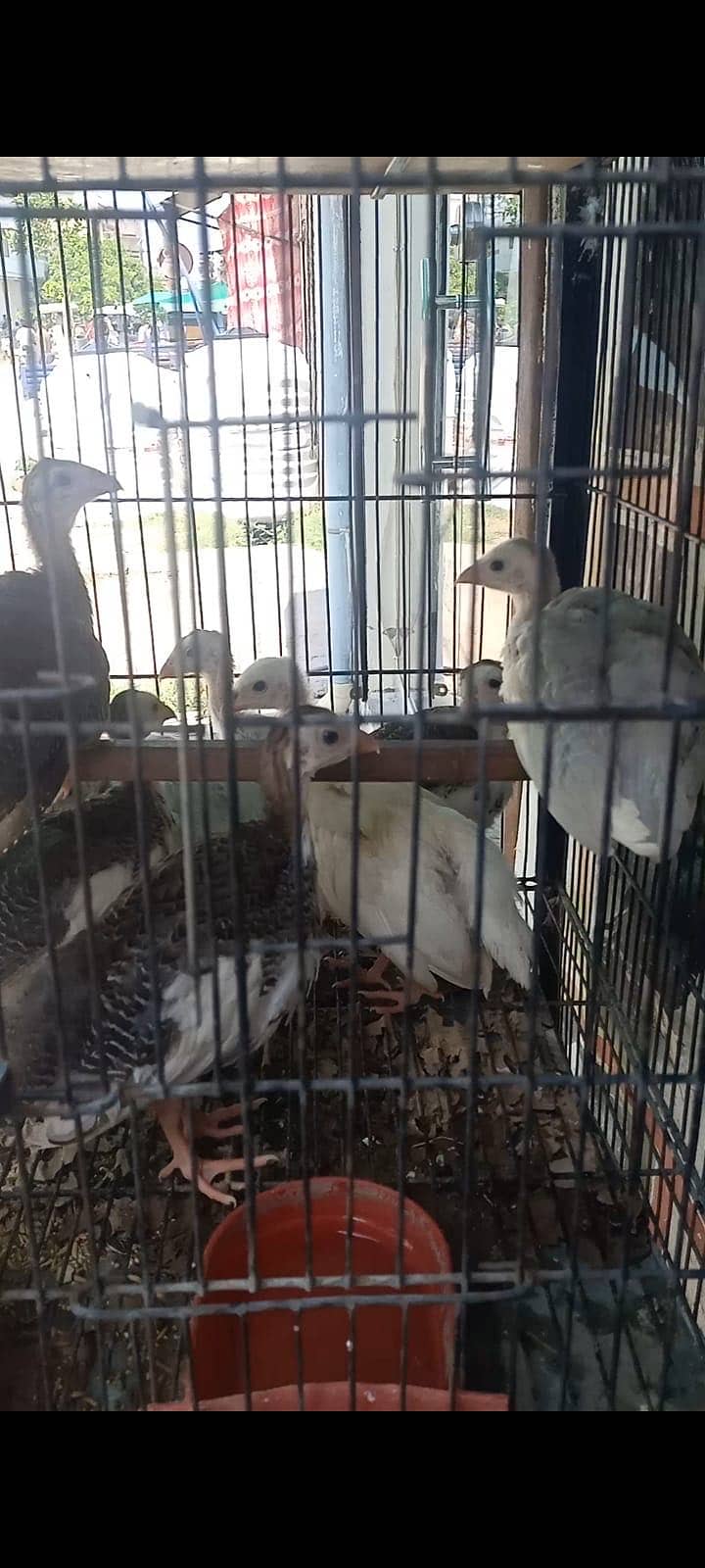 Teetar chicks 0