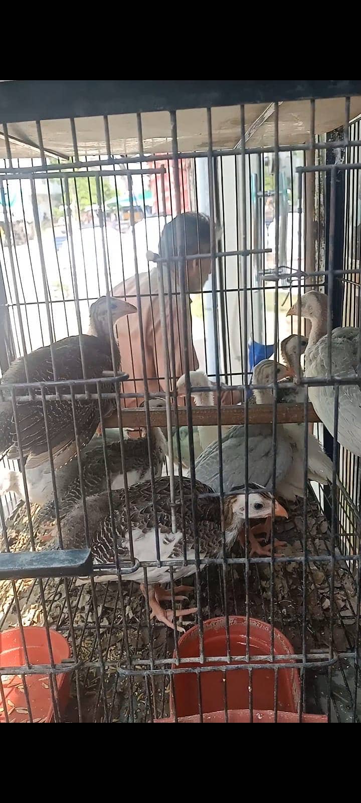 Teetar chicks 1