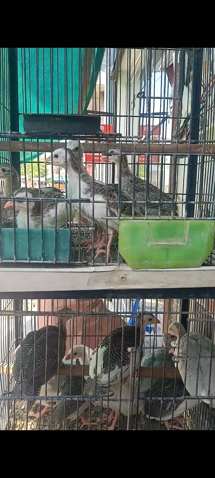 Teetar chicks 2