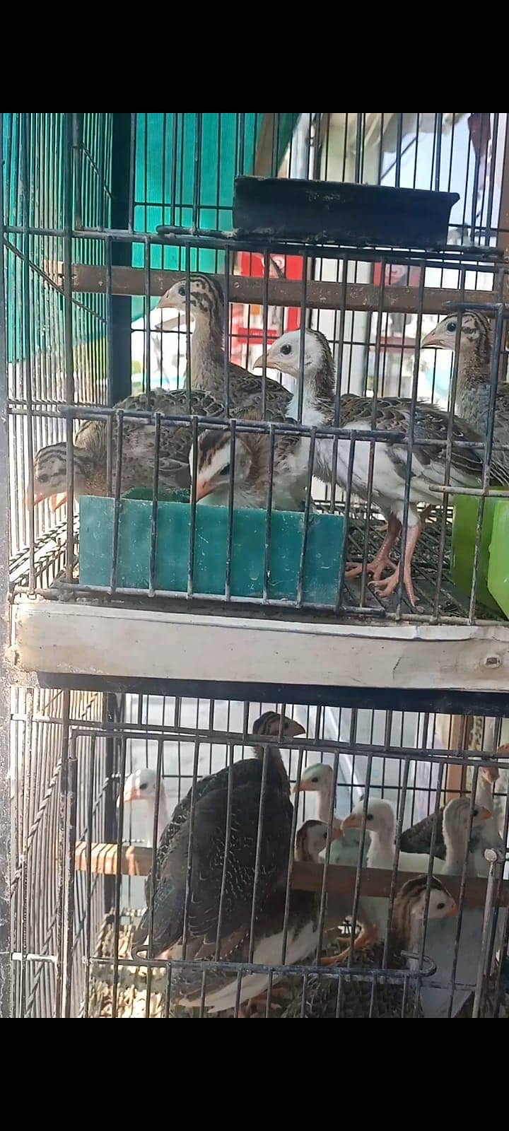Teetar chicks 3