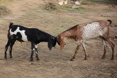 3 female Bakri and 1 Bakra for sale