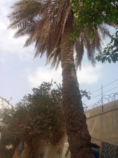 Dates palm for sale free in Karachi